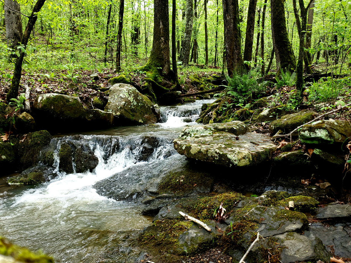 stream in forest