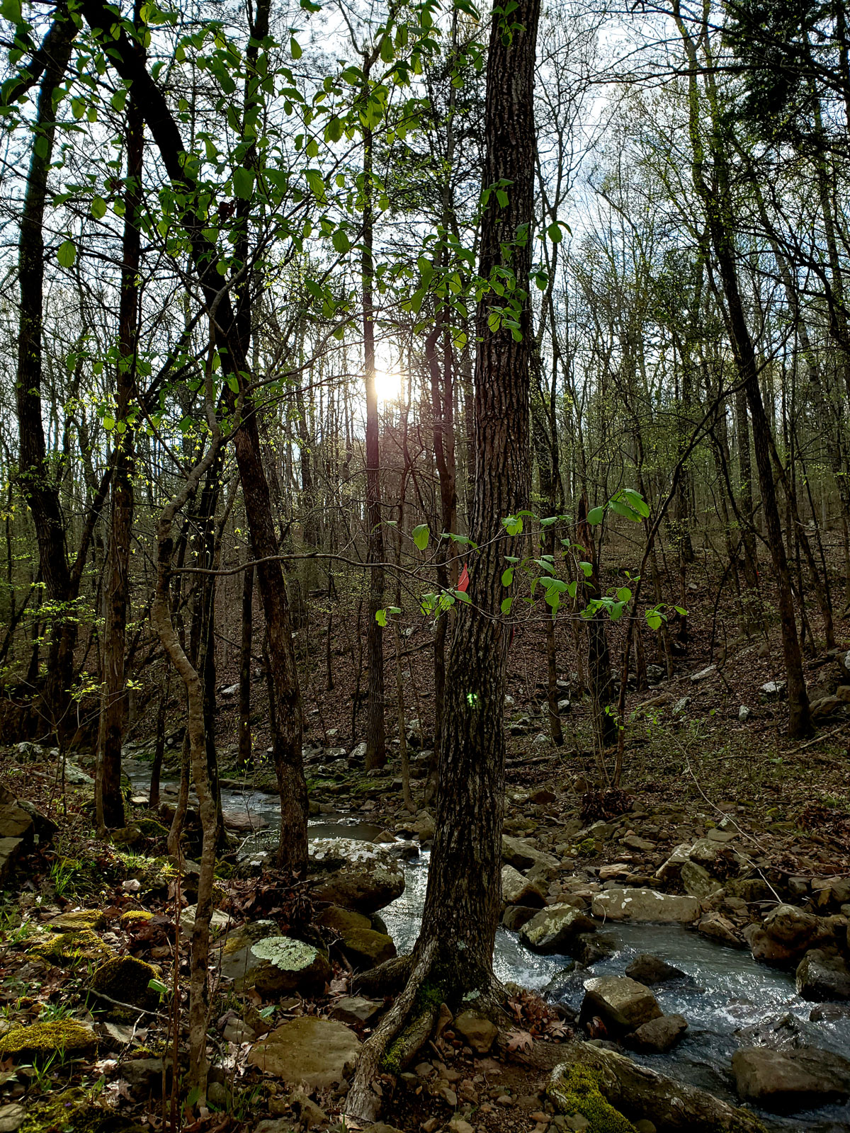 sun setting through the tree branches