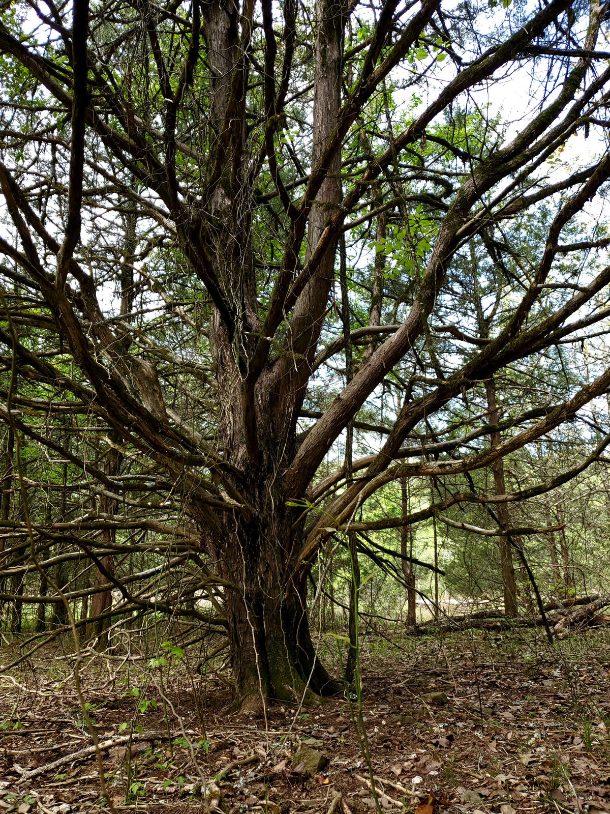 old cedar tree