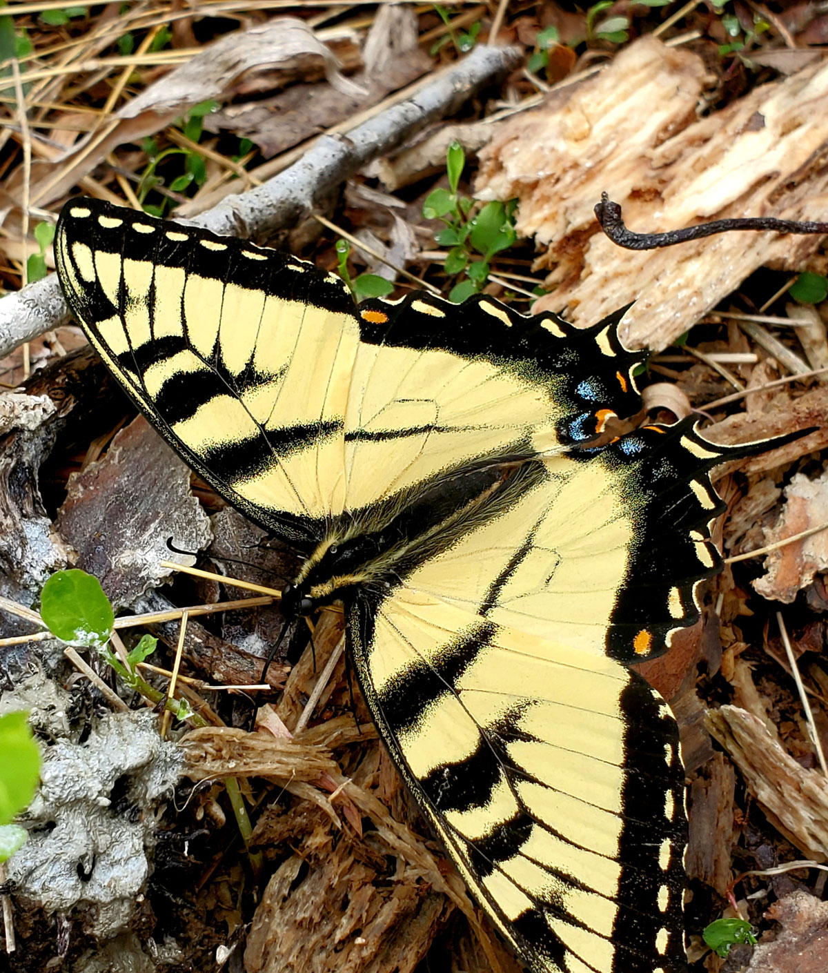 tiger swallowtail butterfly