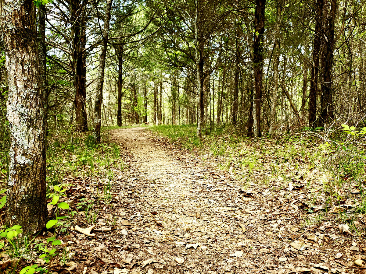 trail in forest