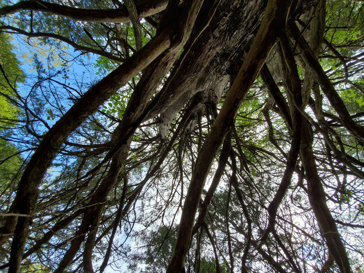 prospective under the branches of an old cedar tree