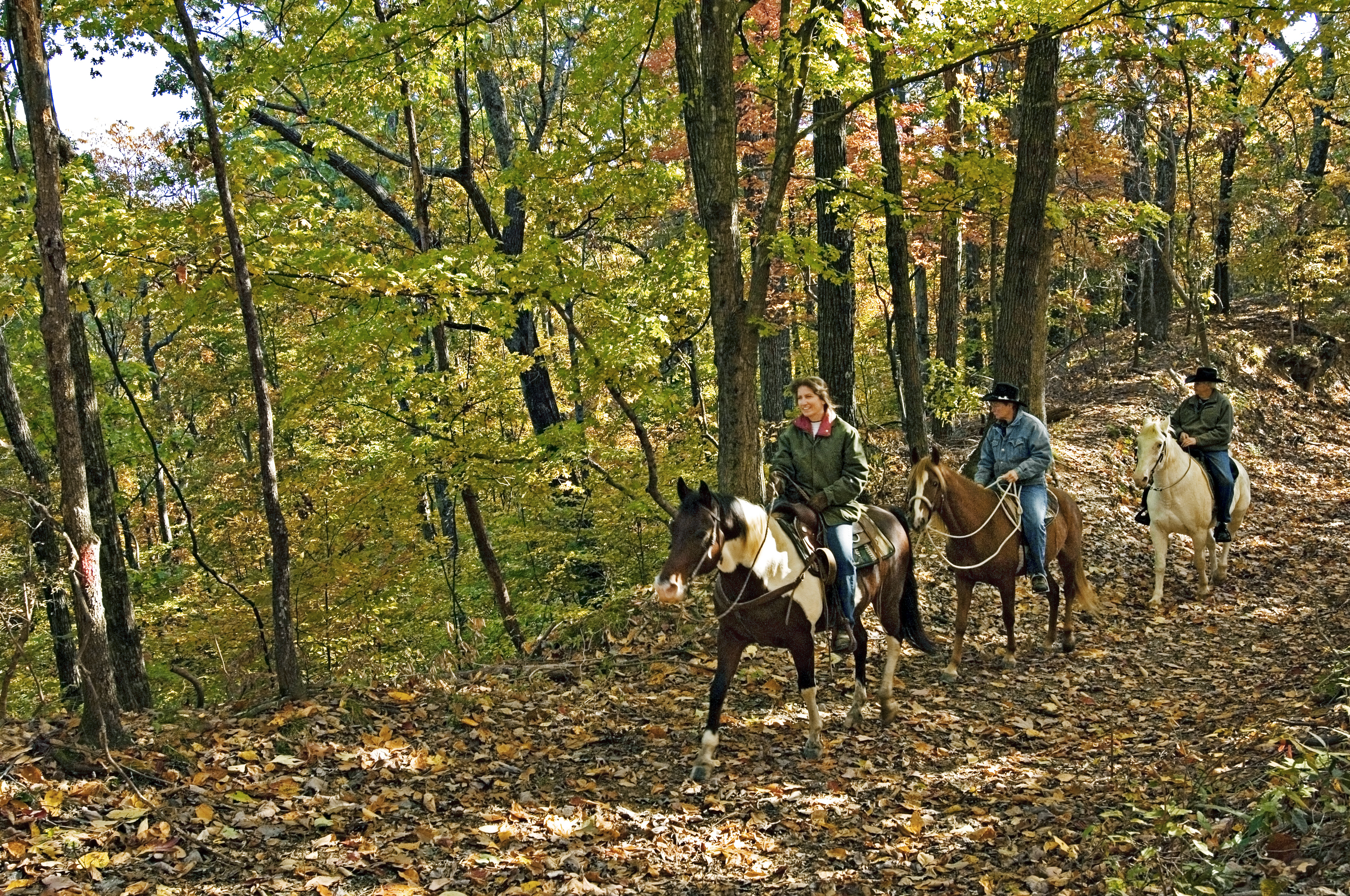 Horses at Village Creek 