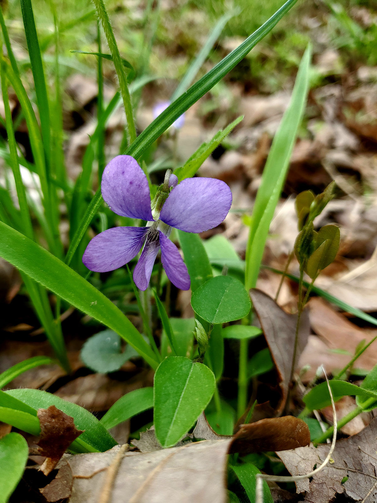 purple violet