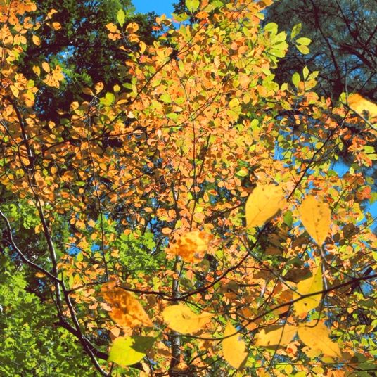 fall color at Crater of Diamonds State Park