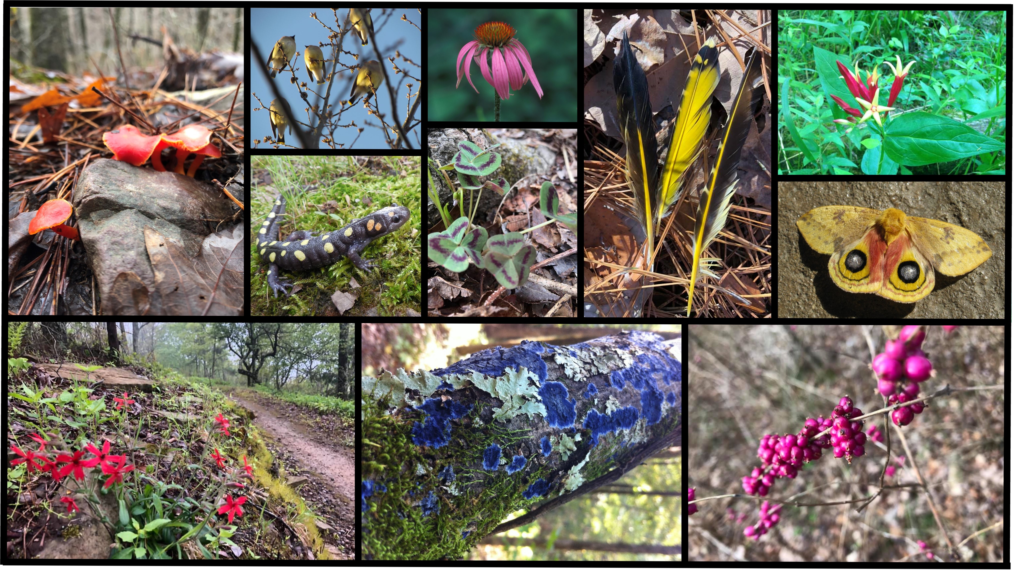 Eleven-photo collage of close-up pictures in Arkansas’s natural surroundings, showing the diversity of colors to be seen. Top row, left to right: red mushrooms, yellow cedar waxwing birds, black and yellow spotted salamander, purple coneflower bloom, green and purple shamrock leaves, yellow songbird feathers on ground, red and yellow Indian-pink flower blooms. Bottom row, left to right: red fire-pink blooms along hiking trail; blue cobalt crust fungus; bright purple American beautyberries.