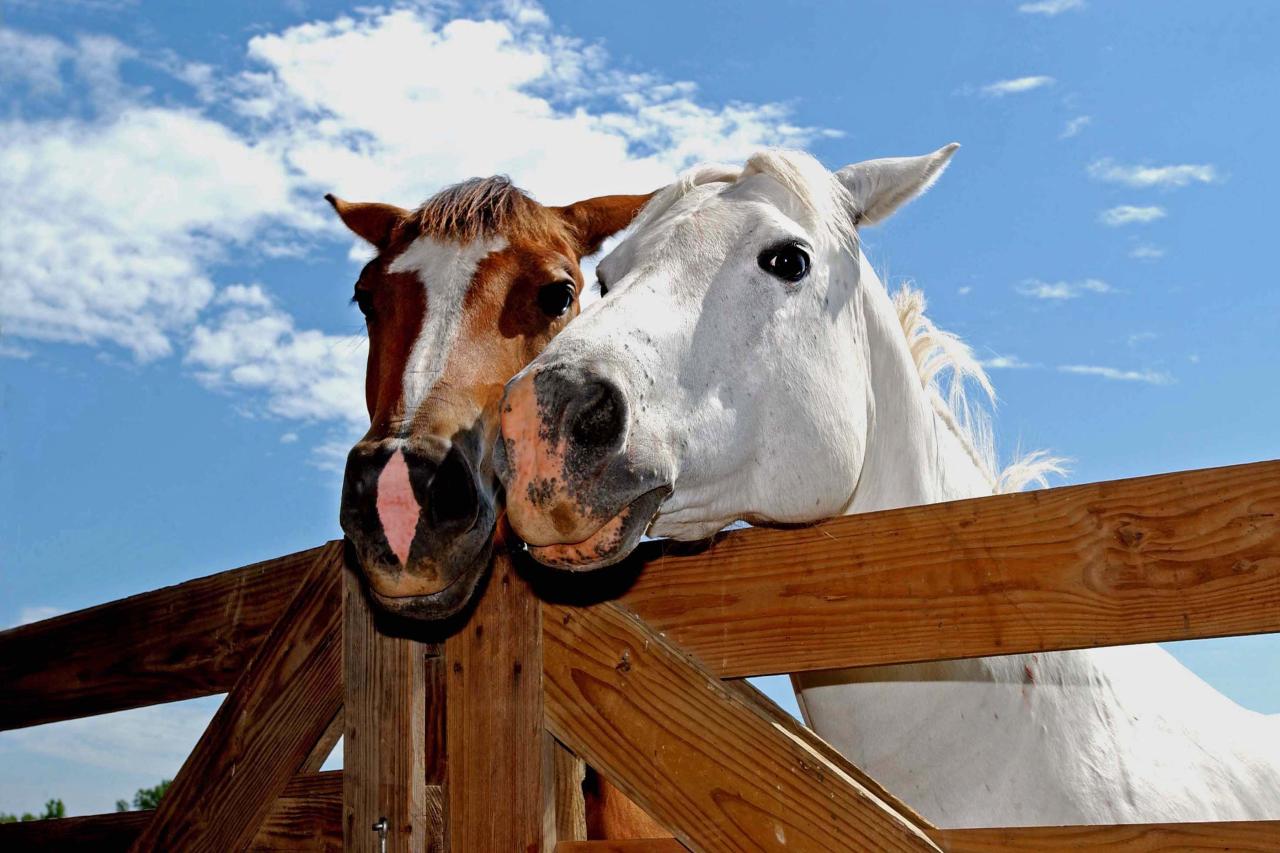 Horses at Lake Frierson