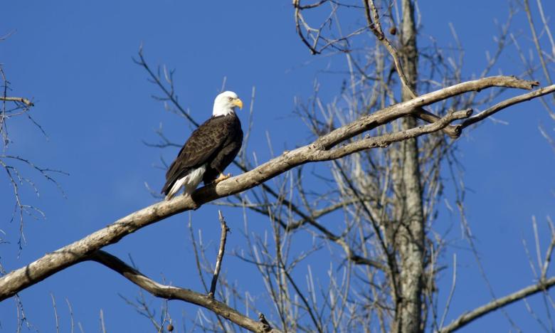 Eagle spotting at Bull Shoals-White River State Park