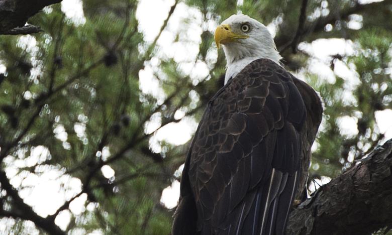 Eagle spotting at DeGray Lake Resort State Park