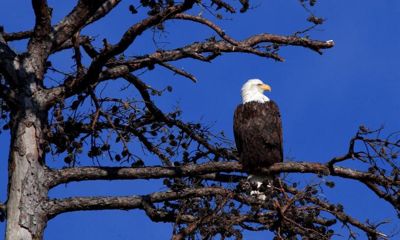 Eagle spotting at Lake Ouachita State Park