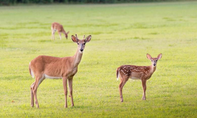 Deer at Village Creek State Park