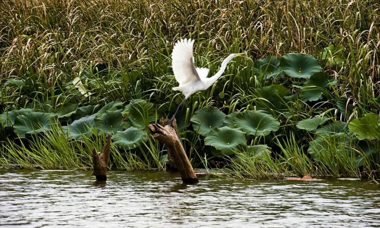 Great Egret over Millwood Lake