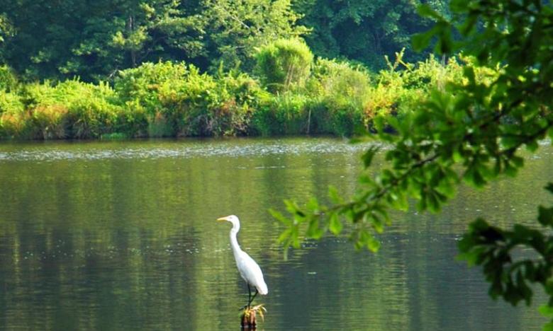 Egret wading in the lake at White Oak Lake State Park	