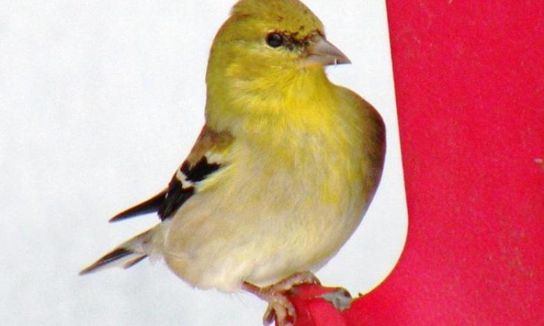 Goldrinch visits a feeder filled with sunflower seeds