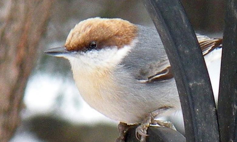 Brown headed nuthatch