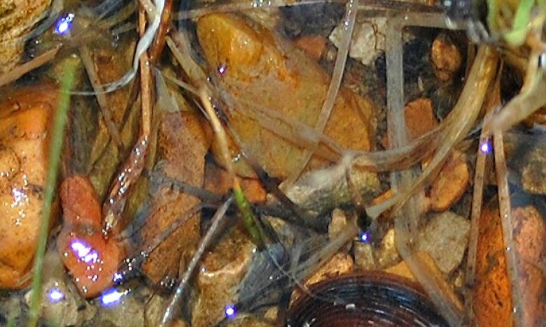 Insects