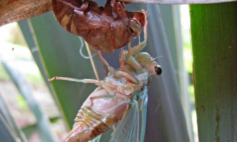 Insects