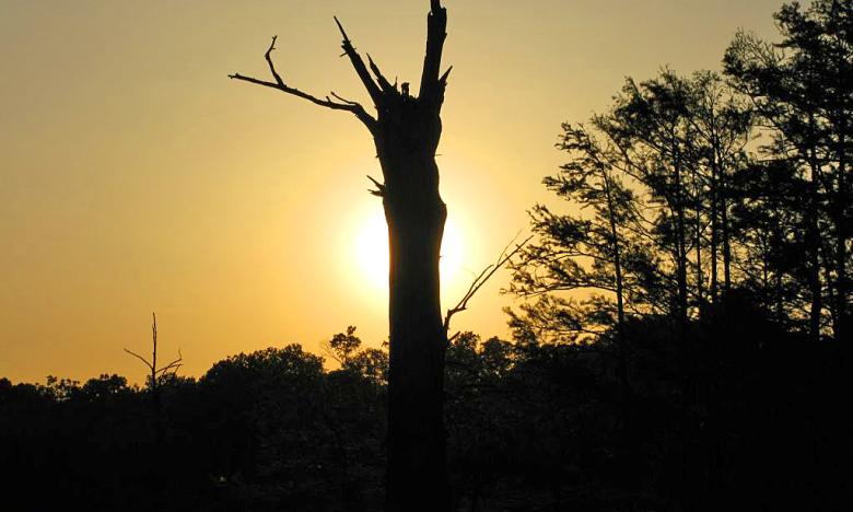 Sunset by Cypress Tree at Moro Bay