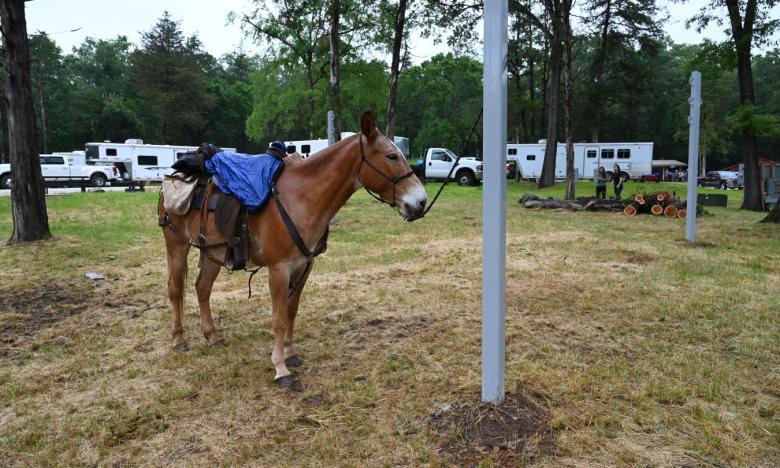 The horse campground at Devil's Den State Park. Photo by Kirk Jordan. 