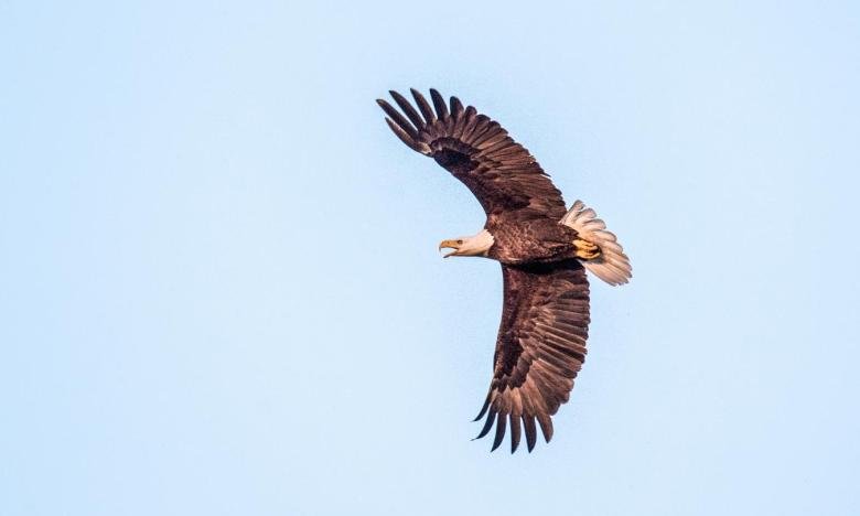 File photo of bald eagle. 