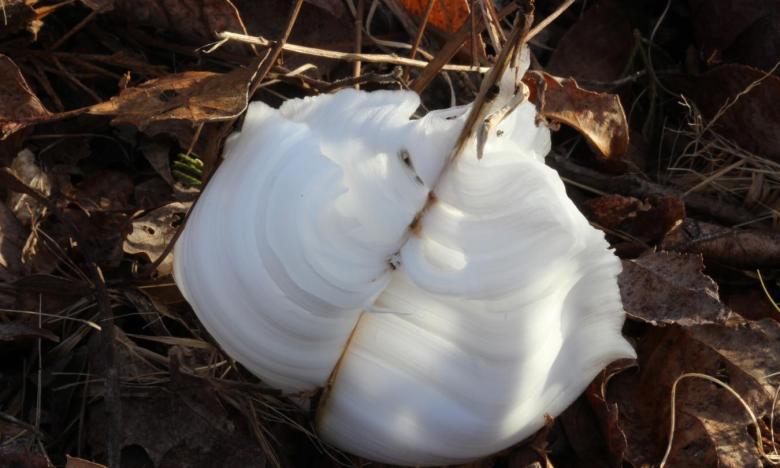 File photo of frost flower at Mount Magazine State Park. Photo by Don Simons. 