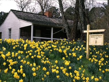 Daffodil Fest