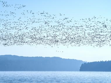 birding in arkansas state parks