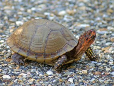 Box Turtle