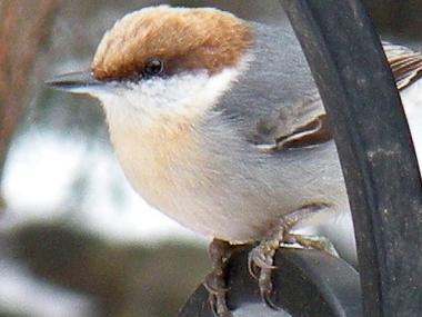 Brown Headed Nuthatch at Petit Jean State Park