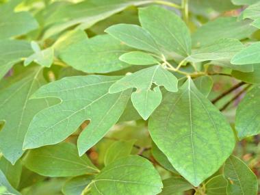 plants at arkansas state parks