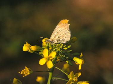 Falcate Orange Tip at Arkansas State Parks