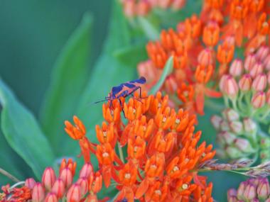Milkweed