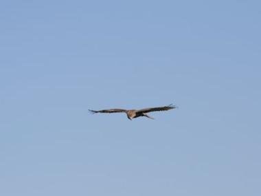 Red Tailed Hawk