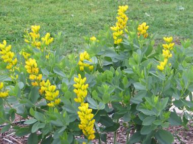 Flowers in The Natural State