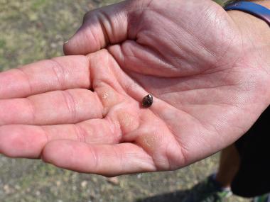 Josh Larkin shows holds his brown diamond in the palm of his hand