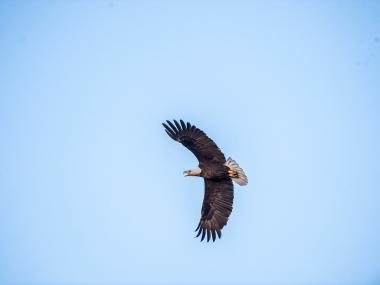 Eagle Watch Tours at Arkansas State Parks
