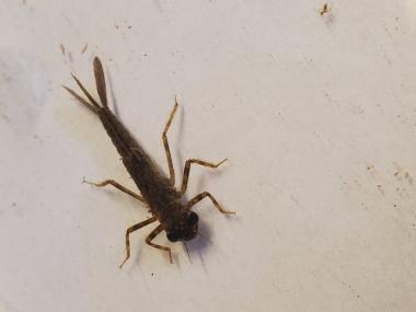damslefly nymph