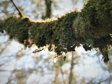 mossy branch