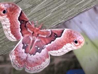 promethea silkmoth