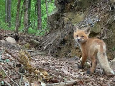red fox kit exploring the perimeter of its home in the park, a fox den