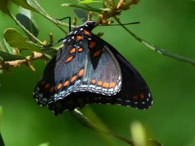 Red-spotted purple butterfly at Logoly State Park