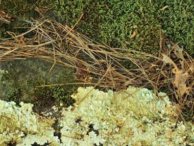 mount nebo state park spring