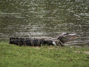 an alligator with its mouth open 