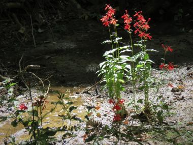 Red flowers at Logoly State Park