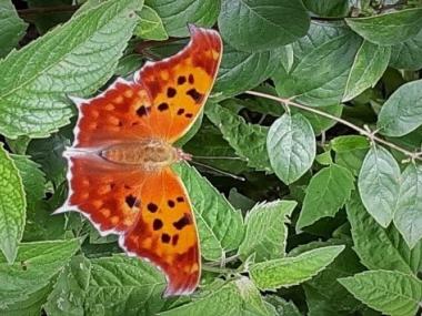 Question mark butterfly with wings spread on green leaves