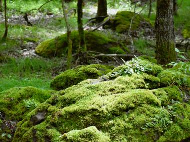 Rounded, moss-covered boulders in a hardwood forest