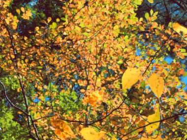 Tree with yellow and orange  leaves