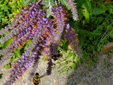 Two bumble bees with pollen sacks full of bright orange pollen fly in to collect nectar and pollen from the deep purple blooms of a lead plant. 