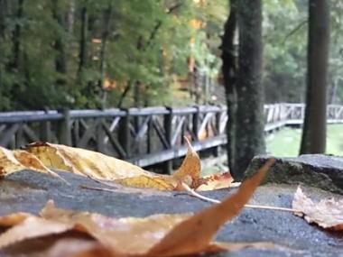 Fall leaves lying on the CCC boardwalk at Crowley's Ridge State Park in the rain