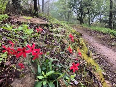 Closeup of a hiking trail.